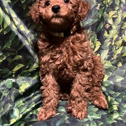 Poodle Puppies from Firebird Toy Poodles