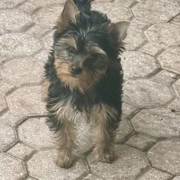 Yorkshire Terrier puppies from Sassyville Yorkies