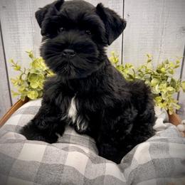 Miniature Schnauzer and Poodle Puppies from Crystal Rose Canines