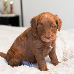Beckon - Red  male Goldendoodle puppy in Sallisaw, Oklahoma from Huddle Puppies
