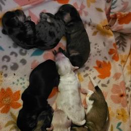 Girl 2 Coming soon - Piebald female Dachshund puppy in Lebanon, Oregon from Willow Moons Dachshunds