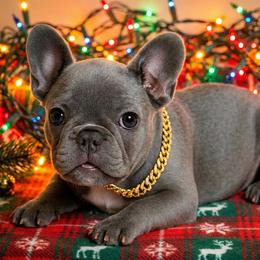 Gina - Brindle female French Bulldog puppy in Omaha, Nebraska from Colorful Dachshunds