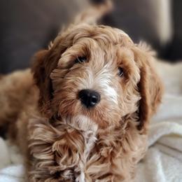 Goldendoodles from Northern Lights Doodles