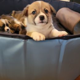 Pembroke Welsh Corgi Puppies from Joyce's Pembroke Welsh Corgis