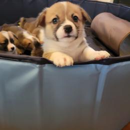 Pembroke Welsh Corgi Puppies from Joyce's Pembroke Welsh Corgis