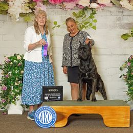 Champion Venom - Cane Corso