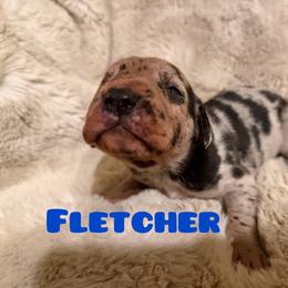 Fletcher - Merle male Great Dane puppy in Somerset, Ohio from Quarter Creek Danes