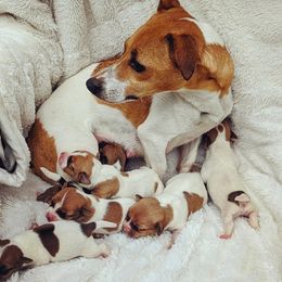 Jack Russell Terriers and Russell Terriers from Patch Wood Irish Jacks