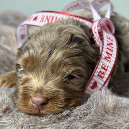 Rio - Merle male Cockapoo puppy in Palmdale, California from Pucci Pawfect
