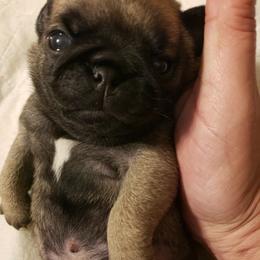 Boy 1  DASHER - Fawn male Pug puppy in Gadsden, Alabama from Carla's Pugs