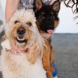 German Shepherd Puppies from Salty Raccoon Ranch German Shepherds