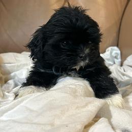 Crisp - Black and white male Shih Tzu puppy in Statesboro, Georgia from Magnolia Small Breeds