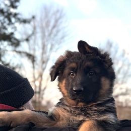 Zahira - Black and red female German Shepherd puppy in Winchester, Kentucky from Drache Feld