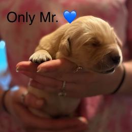 Boy 1 - Golden male Golden Retriever puppy in Clay Center, Nebraska from Storm Chasers- Golden Retrievers & Basset Hounds