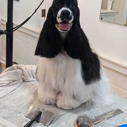 Mirabel - Cocker Spaniel