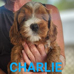 Charlie - Red male Australian Labradoodle puppy in Ocala, Florida from Vinton Valley Australian Labradoodles