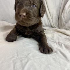 Labradoodle Puppies from Molly’s Doodles