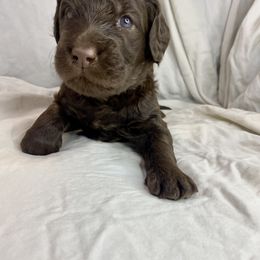 Labradoodle Puppies from Molly’s Doodles