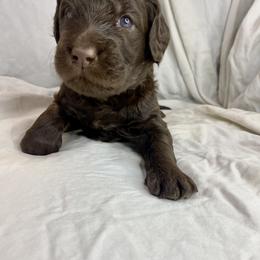 Labradoodle Puppies from Molly’s Doodles