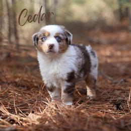 Cedar- RMM - Red merle male Miniature Australian Shepherd puppy in Nacogdoches, Texas from TK Standard, Mini, & Toy Aussies