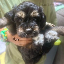 Nani - Black and tan female Schnoodle puppy in Sedalia, Missouri from Farmer Brown's Puppies