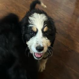 Zeus - Tri-color male Bernedoodle puppy in Arabi, Georgia from Huckadoodle Farm