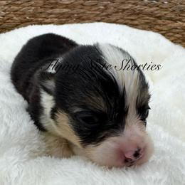 AKC Matilda - Black and tan female Pembroke Welsh Corgi puppy in Casper, Wyoming from Flying Note Shorties
