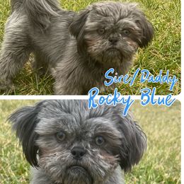 Rocky - Shih Tzu