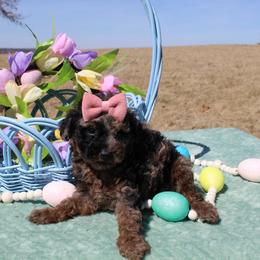Daphne - Blue female Poodle puppy in Hopkins, Missouri from Mowry Creek Mini Aussiedoodles and More
