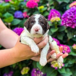 Clover - Chocolate male Labradoodle puppy in Elizabeth City, North Carolina from Howdy Doodles