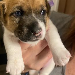 Golden Retriever and Jack Russell Terrier Puppies from Shelby Burleson's Golden Retrievers and Jack Russell Terriers