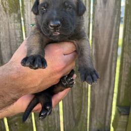 Constant - Mahogany male Belgian Malinois puppy in Deerfield Beach, Florida from vd Hunde der neuen Äre