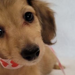 Dachshunds from Get A Long Little Doggie