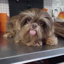 NOVA - Shih Tzu