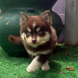 Candy - Red and white female Pomsky puppy in Spring Hill, Florida from PDQ Pomskies