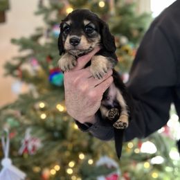 Boy 2 - Black and cream male Dachshund puppy in Benton City, Washington from DOXA Miniature Dachshunds
