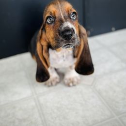 Basset Hound Puppies from Central Kentucky Basset Hounds