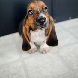 Basset Hound Puppies from Central Kentucky Basset Hounds