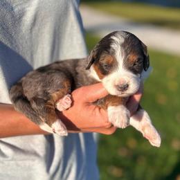 Sami - Blue merle female Bernedoodle puppy in Sugarcreek, Ohio from Cuddly Companion Doodles