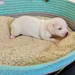 Chihuahua Puppies from Wilds Farms