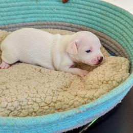Chihuahua Puppies from Wilds Farms