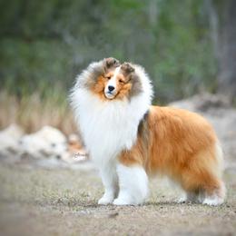 James - Shetland Sheepdog