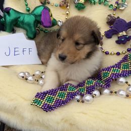 Jeff - Sable and white male Collie puppy in Carencro, Louisiana from Cajun Bayou's Collies LLC