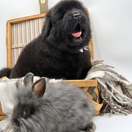 Newfoundland puppies from Dyer Lake Newfoundland’s