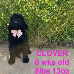 Cockapoo and Goldendoodle Puppies from Diva’s Darling Doodles