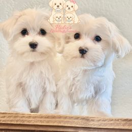 Maltese Puppies from LittleFurryFriends