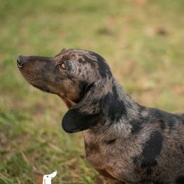 Lucy - Dachshund