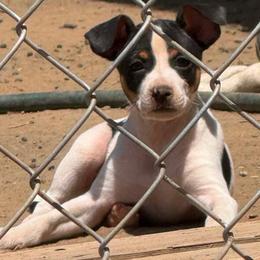 Rigel - White black and tan male Rat Terrier puppy in Molalla, Oregon from The Puppy Patch Rat Terriers