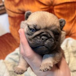 Muffin - Fawn male Pug puppy in Randleman, North Carolina from Peachy Pugs