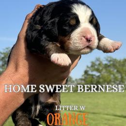 W Orange - Black rust and white male Bernese Mountain Dog puppy in Winigan, Missouri from Home Sweet Bernese